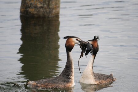 Great crested grebe couple wedding dance photo