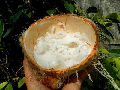 Cocos nucifera (fruit) textures in Poblacion, Baliuag during Timeline of the 2020 coronavirus pandemic in the Philippines  2020 coronavirus pandemic in the Philippines Bayanihan to Heal as One Act (RA