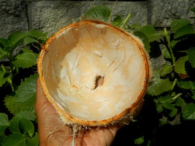 Cocos nucifera (fruit) textures in Poblacion, Baliuag during Timeline of the 2020 coronavirus pandemic in the Philippines  2020 coronavirus pandemic in the Philippines Bayanihan to Heal as One Act (RA