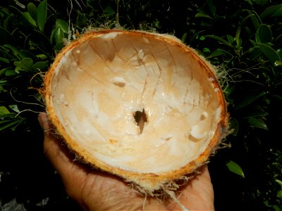 Cocos nucifera (fruit) textures in Poblacion, Baliuag during Timeline of the 2020 coronavirus pandemic in the Philippines  2020 coronavirus pandemic in the Philippines Bayanihan to Heal as One Act (RA