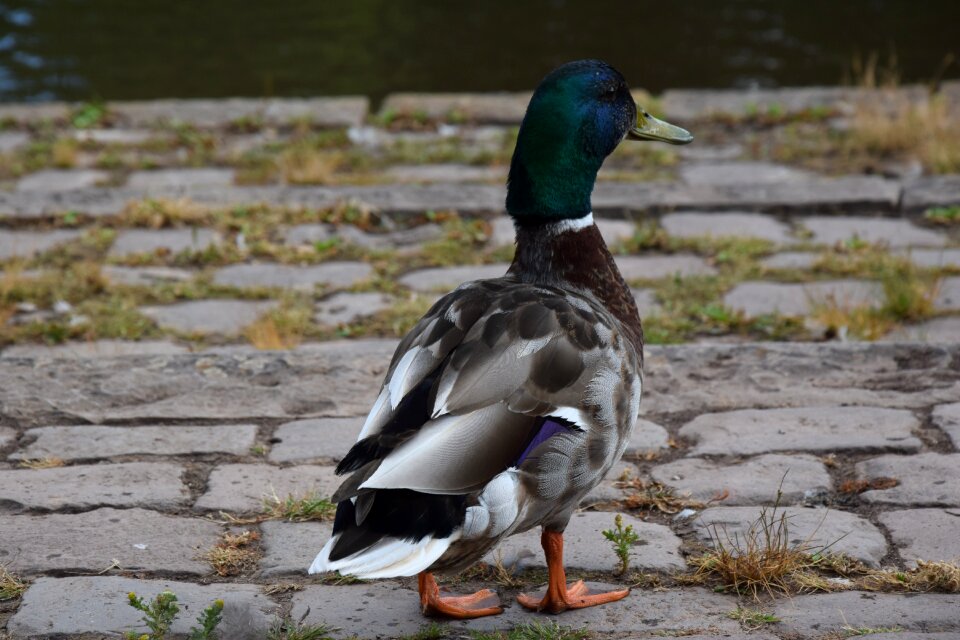 Duck water bird drake