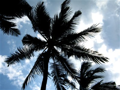 Coconut Palm tree on the beach in Nusa Dua Bali Indonesia photo