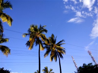 The coconut tree (Cocos nucifera) is a member of the family Arecaceae (palm family) and the only species of the genus Cocos. photo