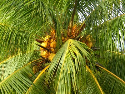 Coconut tree in Cuba
