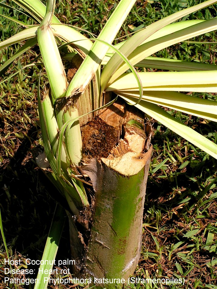 Heart rot of coconut caused by Phytophthora katsurae.