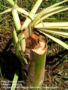 Heart rot of coconut caused by Phytophthora katsurae. photo