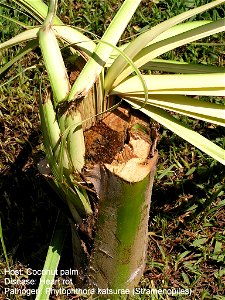 Heart rot of coconut caused by Phytophthora katsurae.