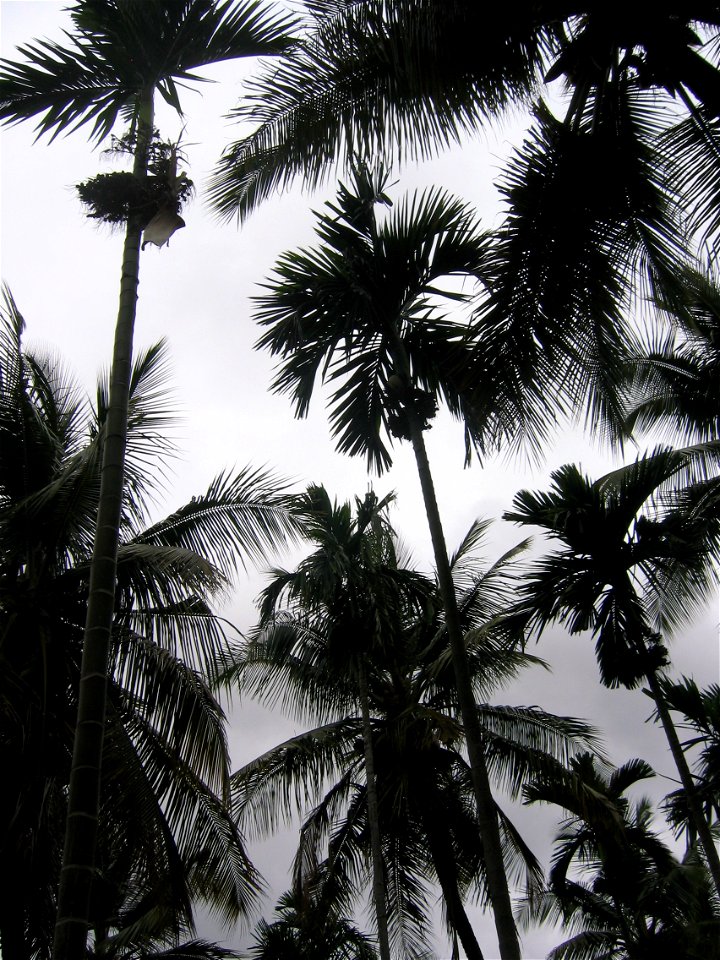 Coconut Plantation in Tiptur