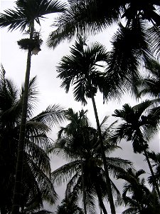Coconut Plantation in Tiptur photo