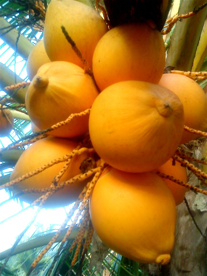 A verity of Coconut with attractive yellow color. It is mainly used as tender coconut
