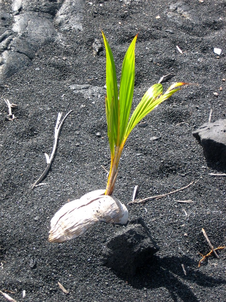 Coconut palm (Cocos nucifera) germinating on Punaluu Black Sand Beach, island of Hawai’i.

 Noce di cocco (Cocos Nucifera) in germinazione