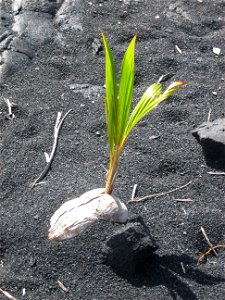 Coconut palm (Cocos nucifera) germinating on Punaluu Black Sand Beach, island of Hawai’i. Noce di cocco (Cocos Nucifera) in germinazione photo