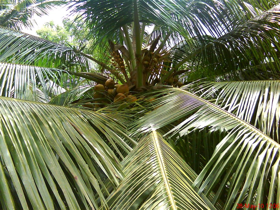 mangavilai surrounding