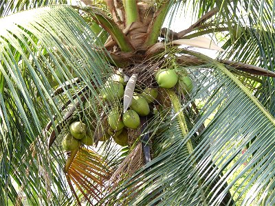 a coconut tree. photo