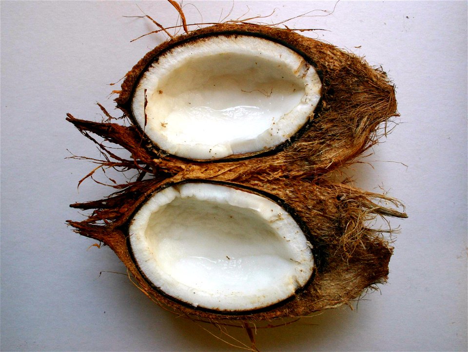 Longitudinal section of Cocos nucifera fruit, showing endosperm