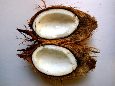 Longitudinal section of Cocos nucifera fruit, showing endosperm photo