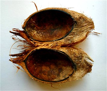 Longitudinal section of Cocos nucifera fruit, endosperm removed photo