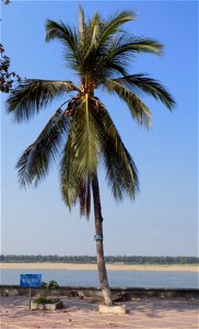 Cocos nucifera in Kratie, Cambodia photo