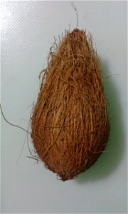 Coconut after taking out the outer covering photo