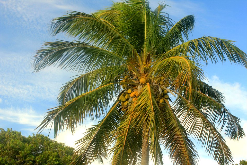  ; Flowers, trees, and other plant stuff
A close-up picture of a Coconut Tree. Cocos nucifera.
