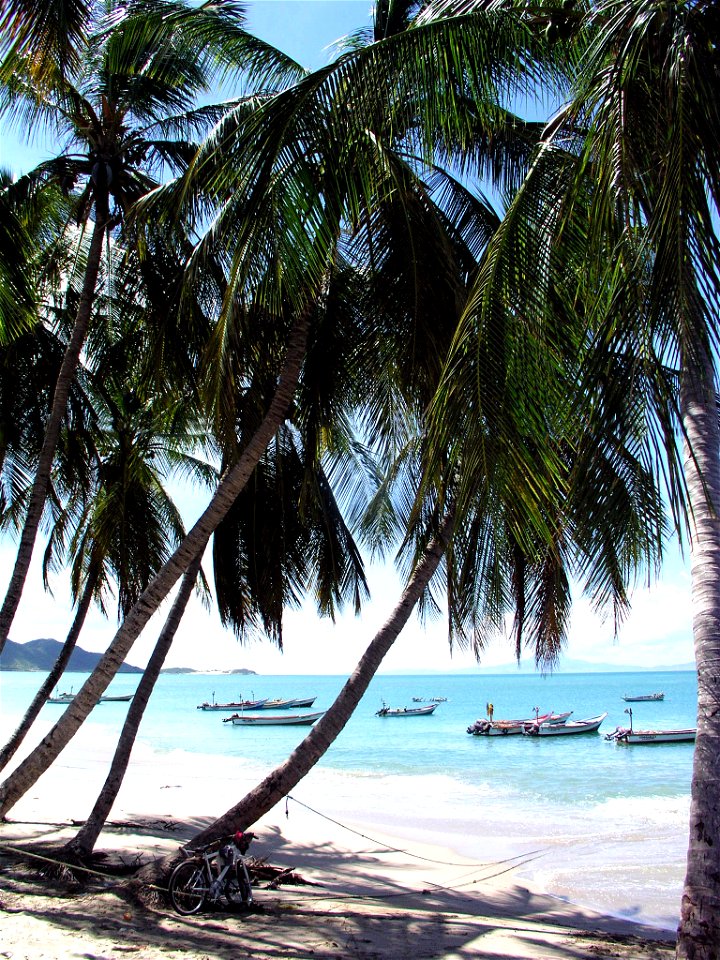 Cocos nucifera, Margarita, Nueva Esparta, Venezuela