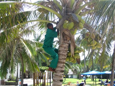 Person removing coconuts from a Cocos nucifera (coconut palm) tree, at the Indian Ocean Beach Club hotel, near Mombasa, Coast Province, Kenya. photo