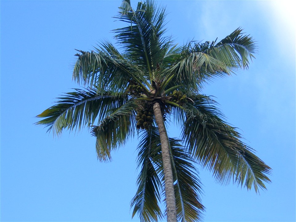 Playa Bavaro, Palme mit Fruechten