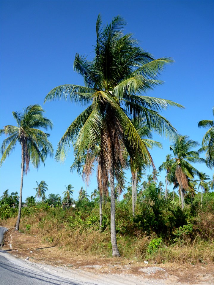 Unbekannte Palme auf Phuket, Thailand