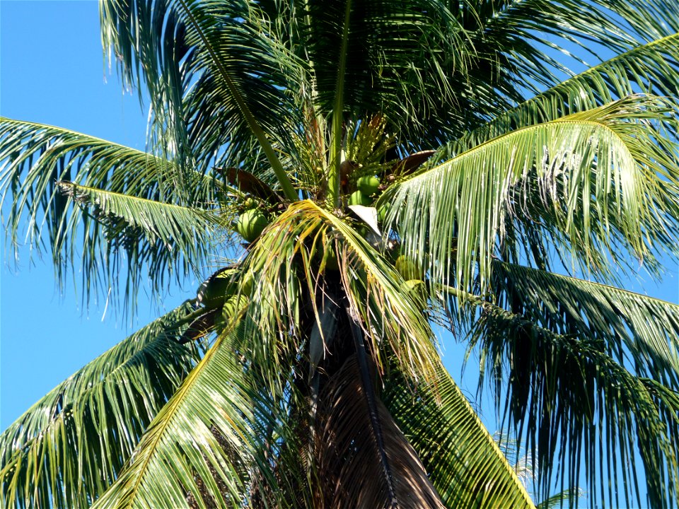 Unbekannte Palme auf Phuket, Thailand