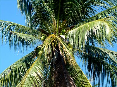 Unbekannte Palme auf Phuket, Thailand photo