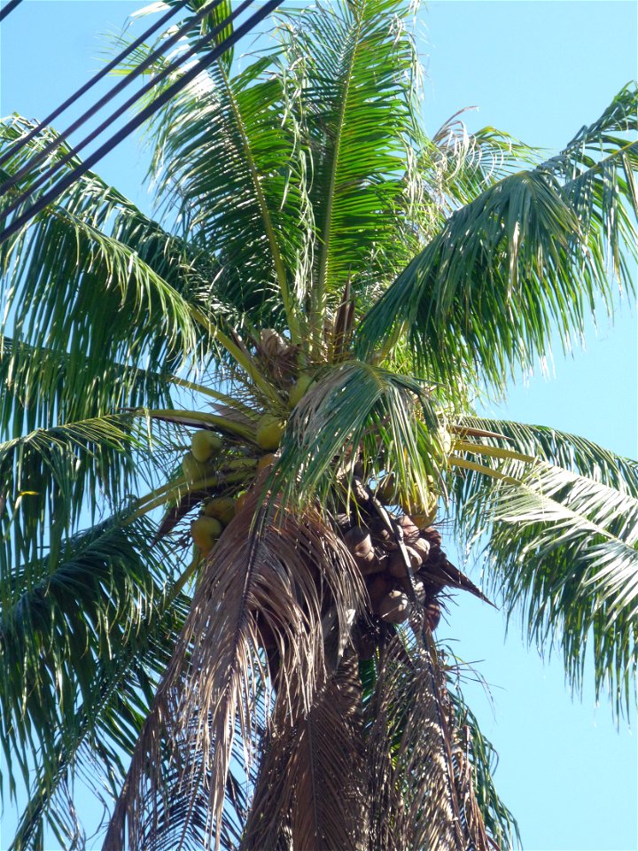 Unbekannte Palme auf Phuket, Thailand