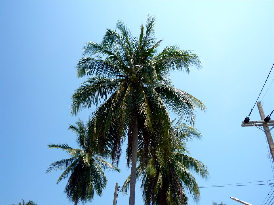 Unbekannte Palme auf Phuket, Thailand photo