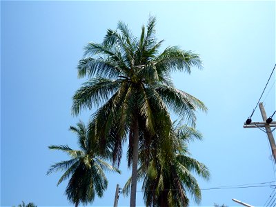 Unbekannte Palme auf Phuket, Thailand