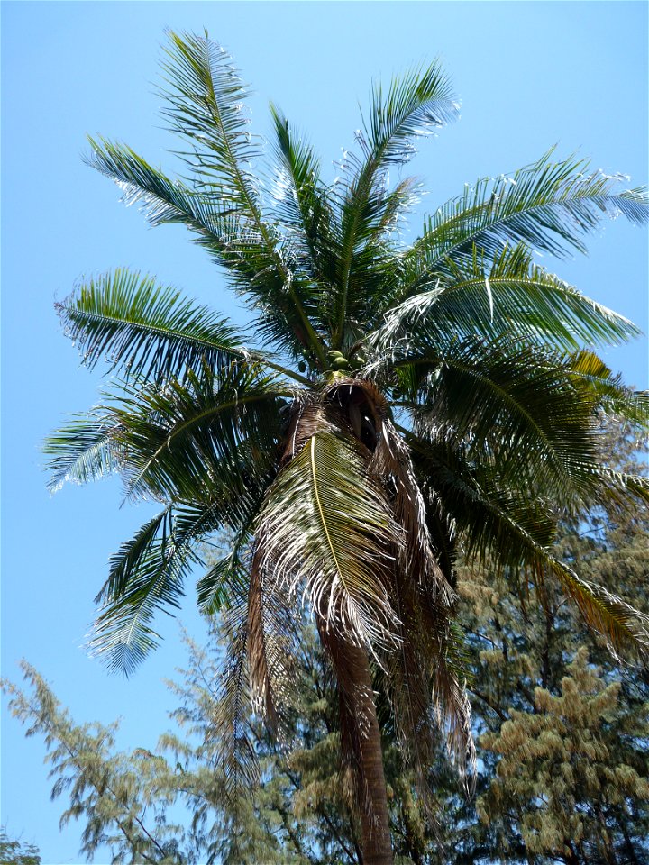 Unbekannte Palme auf Phuket, Thailand