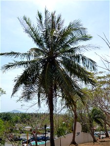 Unbekannte Palme auf Phuket, Thailand photo
