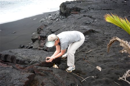 Visitor planting sprouted coconut at Kaimū Beach, Hawaii, which was destroyed by a volcanic eruption in 1990. photo