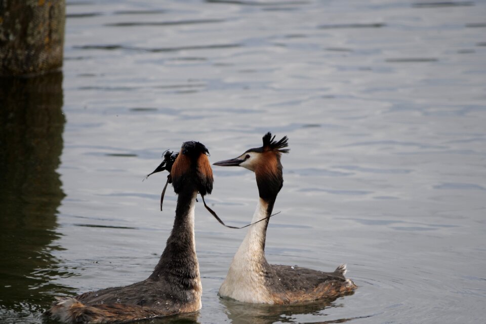 Lake great crested grebe courtship