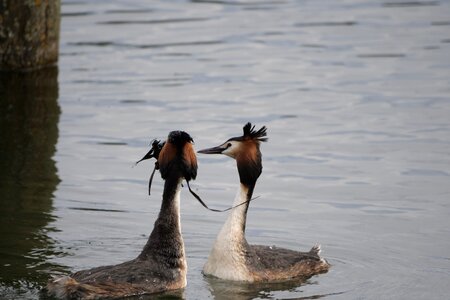 Lake great crested grebe courtship photo