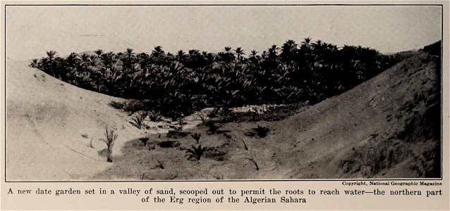 A new date garden set in a valley of sand, scooped out to permit the roots to reach water - the norther part of the Erg region of the Algerian Sahara, photo from The Encyclopedia of Food by Artemas Wa