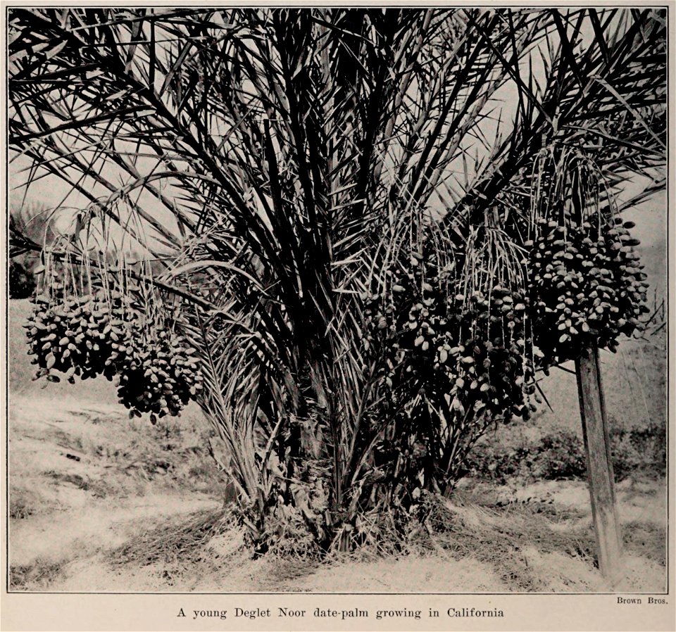 A young Deglet Noor date-palm growing in California, photo from The Encyclopedia of Food by Artemas Ward (photo credit: Brown Bros.)