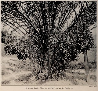 A young Deglet Noor date-palm growing in California, photo from The Encyclopedia of Food by Artemas Ward (photo credit: Brown Bros.)
