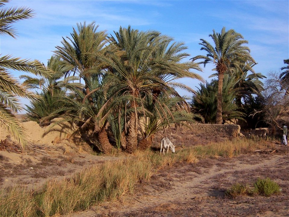 Pictures from the old Ottoman town Al-Qasr near Dakhla Oasis, in western Egypt.
With native date palms - Phoenix dactilifera.