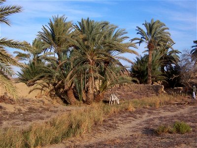 Pictures from the old Ottoman town Al-Qasr near Dakhla Oasis, in western Egypt.
With native date palms - Phoenix dactilifera.