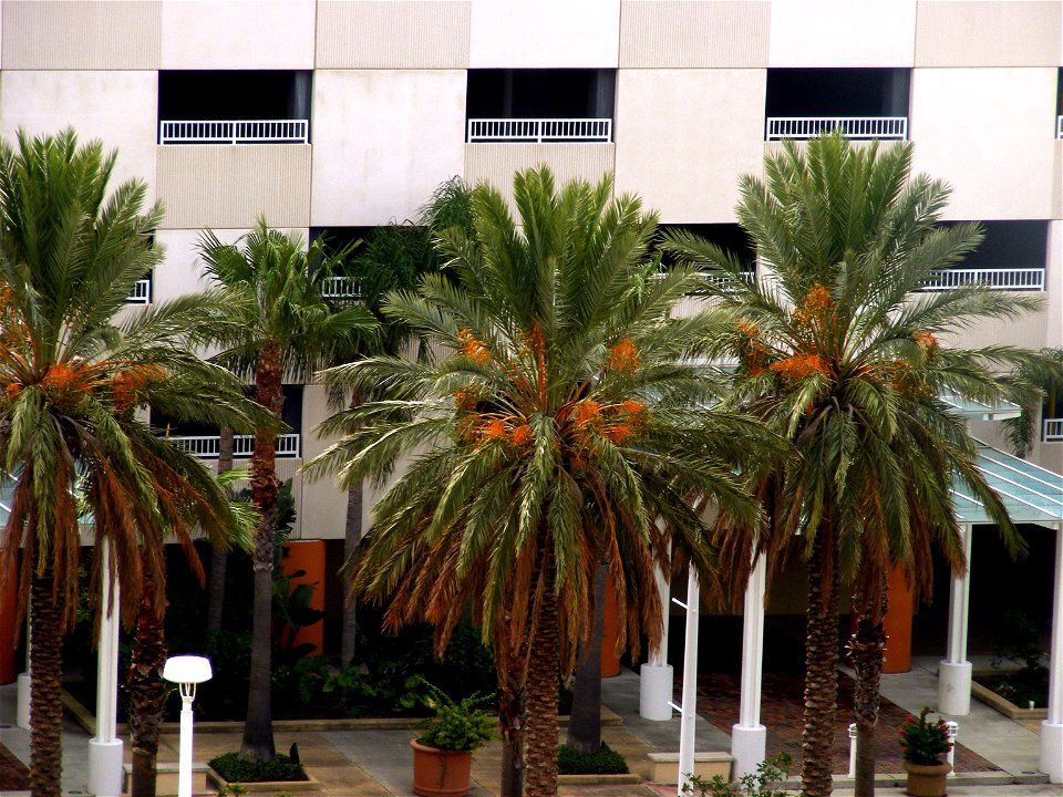 Several Date palms (Phoenix dactylifera) near The Moody Gardens Hotel in Galveston, Texas.