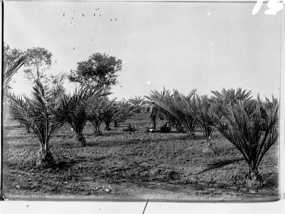 Date Palm Plantation