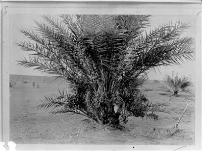 Date Palm Plantation photo