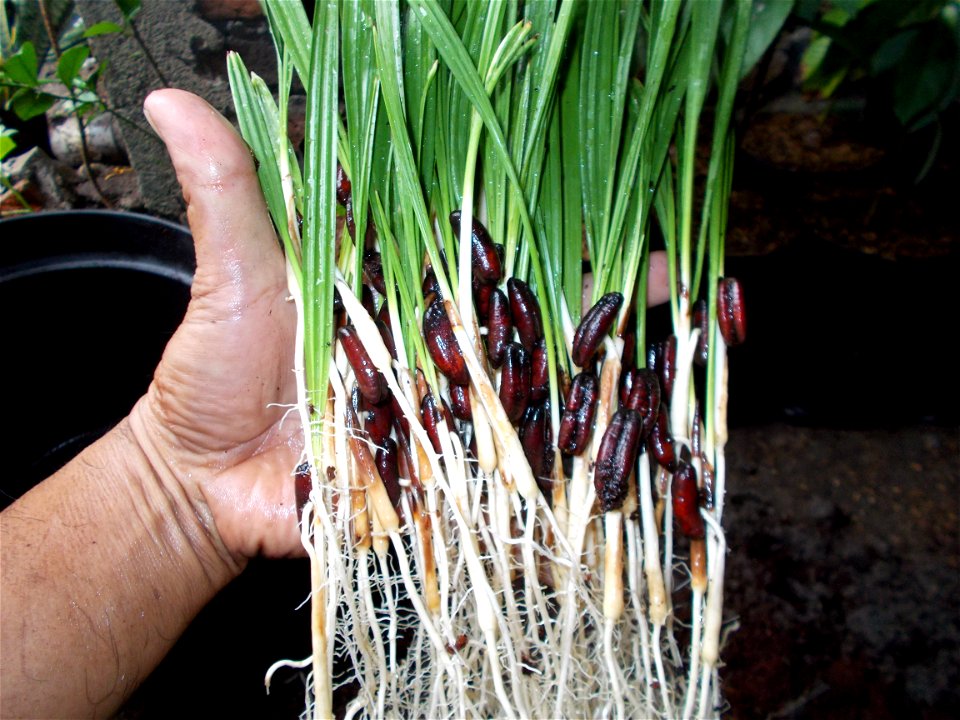 Date palm seedlings in hand