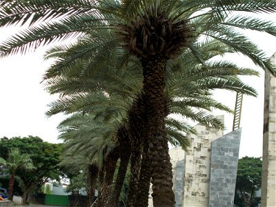 date palm tree landscape photo