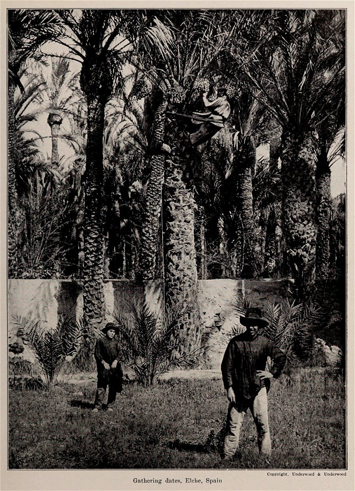 Gathering dates, Elche, Spain, photo from The Encyclopedia of Food by Artemas Ward (photo credit: Copyright, Underwood & Underwood)
