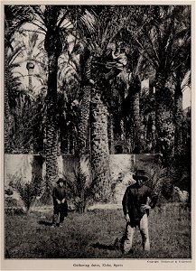 Gathering dates, Elche, Spain, photo from The Encyclopedia of Food by Artemas Ward (photo credit: Copyright, Underwood & Underwood) photo